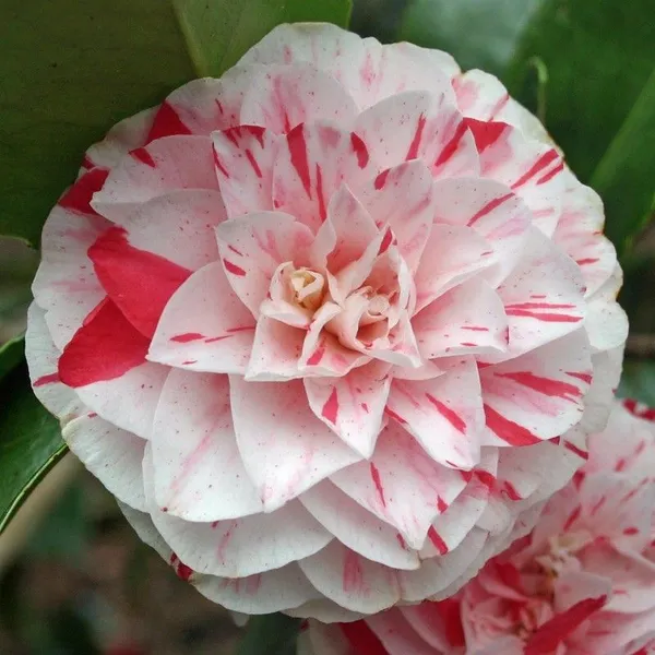 Camellia_(Lavinia_Maggi)_Ready_To_Flower_Plant_&_Tree_(1.5-3.5_Ft_Height)_Well_Watered_Camellia_Live_Flower_Plant_(Hybrid,_Pack_Of_1)