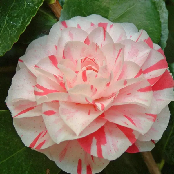 Camellia_(Lavinia_Maggi)_Ready_To_Flower_Plant_&_Tree_(1.5-3.5_Ft_Height)_Well_Watered_Camellia_Live_Flower_Plant_(Hybrid,_Pack_Of_1)