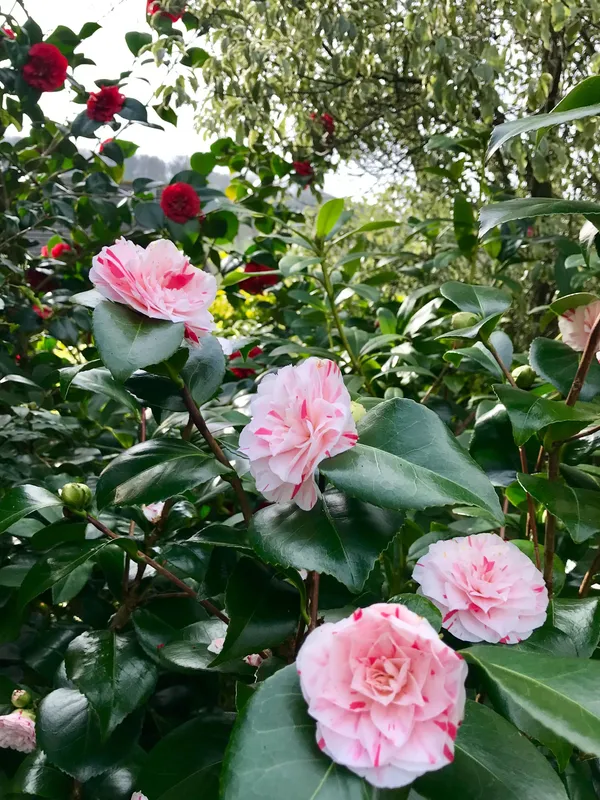 Camellia_(Lavinia_Maggi)_Ready_To_Flower_Plant_&_Tree_(1.5-3.5_Ft_Height)_Well_Watered_Camellia_Live_Flower_Plant_(Hybrid,_Pack_Of_1)