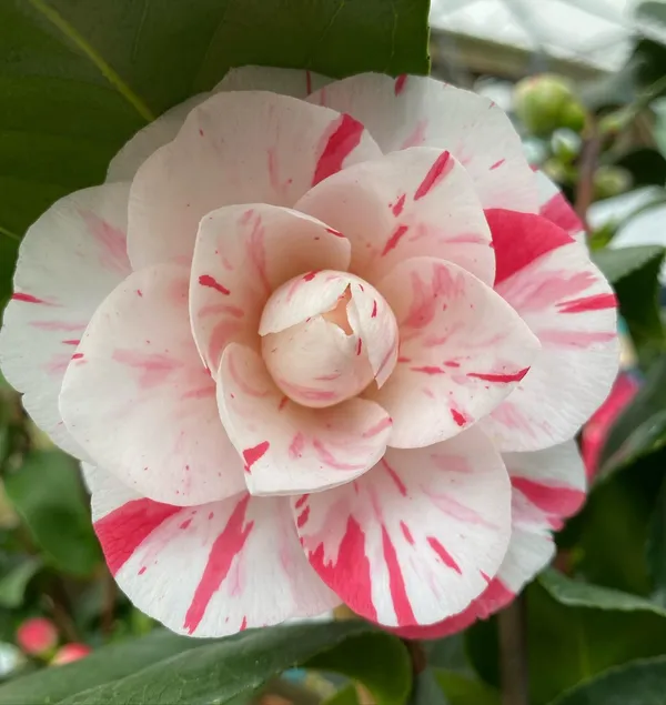 Camellia_(Lavinia_Maggi)_Ready_To_Flower_Plant_&_Tree_(1.5-3.5_Ft_Height)_Well_Watered_Camellia_Live_Flower_Plant_(Hybrid,_Pack_Of_1)