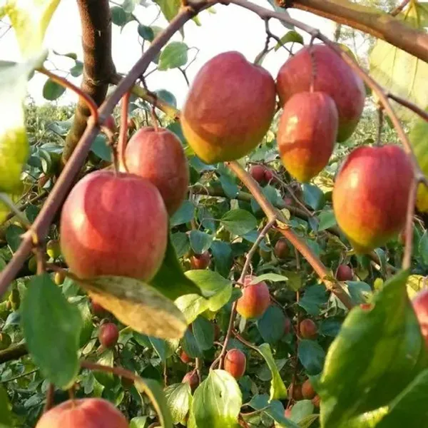 Thai_All_Time_Seedless_Apple_Ber_Plant_&_Tree_For_Gardening