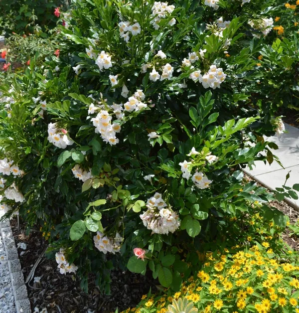 Chaina_Doll/Radermachera_Kunming_Dwarf_Jasmine_Live_Flower_Plant_&_Tree_(1.5-3.5_Ft_Height)_Pack_Of_1