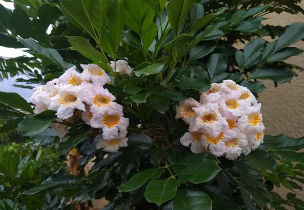 Chaina_Doll/Radermachera_Kunming_Dwarf_Jasmine_Live_Flower_Plant_&_Tree_(1.5-3.5_Ft_Height)_Pack_Of_1