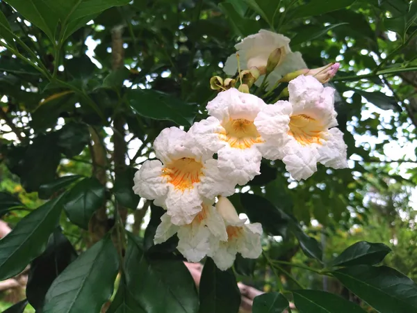 Chaina_Doll/Radermachera_Kunming_Dwarf_Jasmine_Live_Flower_Plant_&_Tree_(1.5-3.5_Ft_Height)_Pack_Of_1