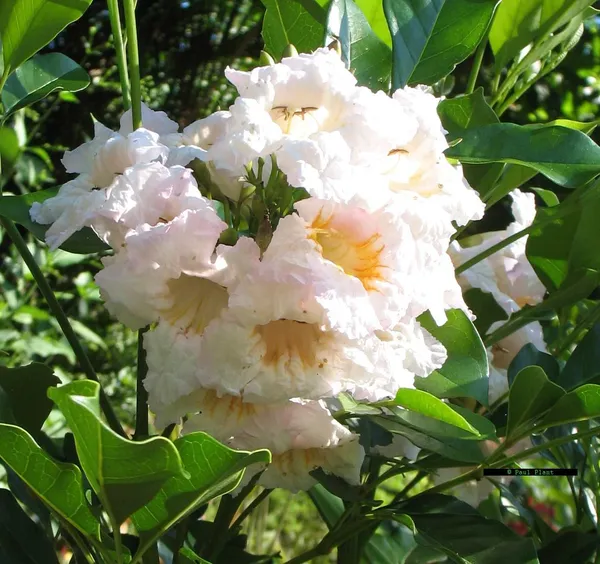 Chaina_Doll/Radermachera_Kunming_Dwarf_Jasmine_Live_Flower_Plant_&_Tree_(1.5-3.5_Ft_Height)_Pack_Of_1
