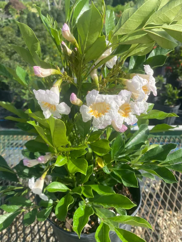 Chaina_Doll/Radermachera_Kunming_Dwarf_Jasmine_Live_Flower_Plant_&_Tree_(1.5-3.5_Ft_Height)_Pack_Of_1