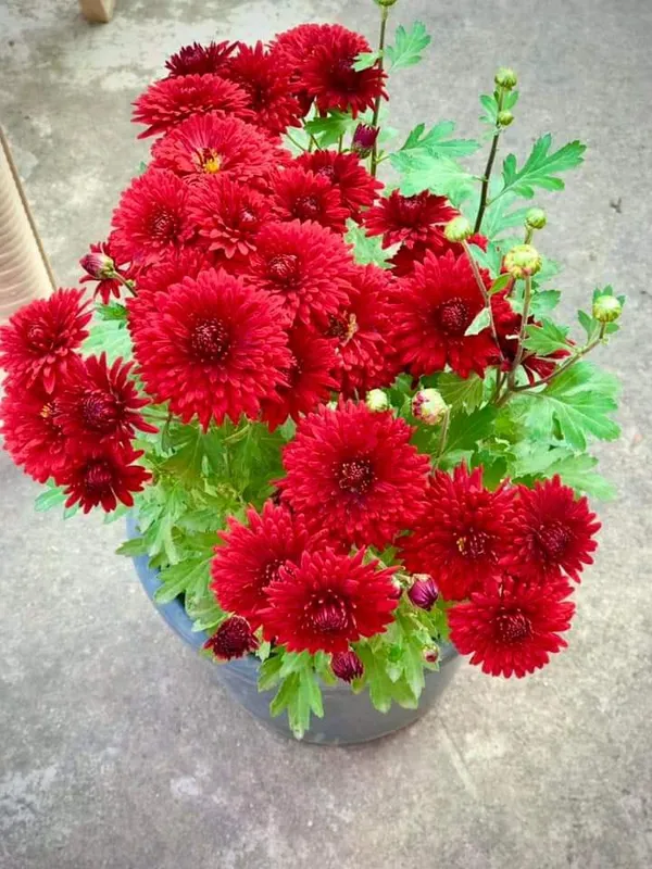 ChandraMallika_flower_Plant