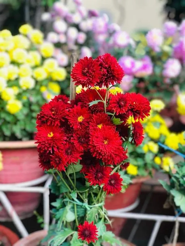 ChandraMallika_flower_Plant