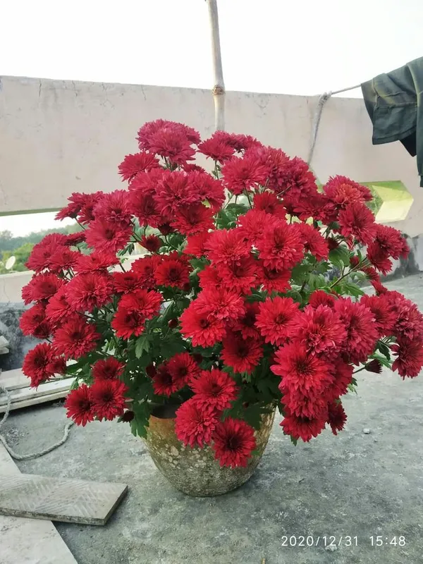 ChandraMallika_flower_Plant