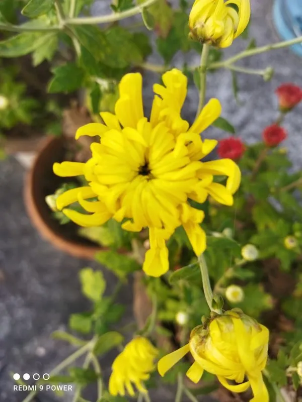 ChandraMallika_flower_plant