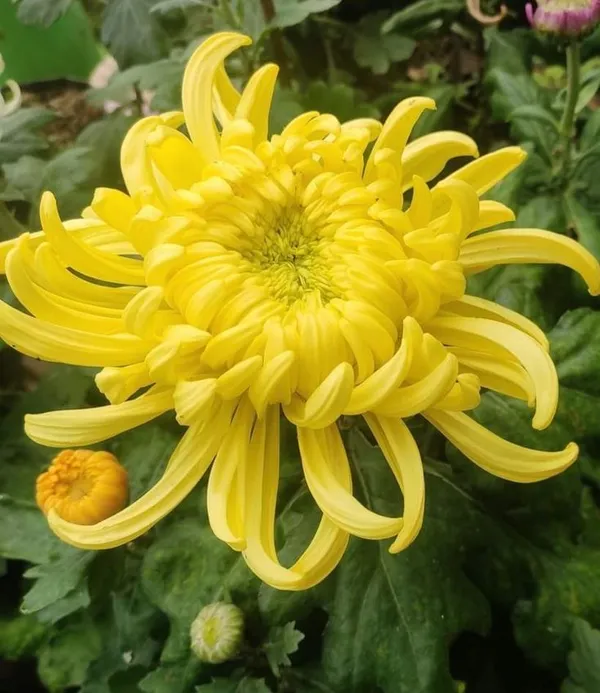 ChandraMallika_flower_plant