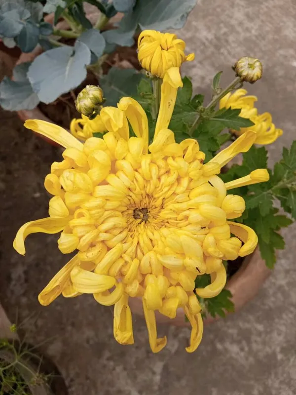 ChandraMallika_flower_plant