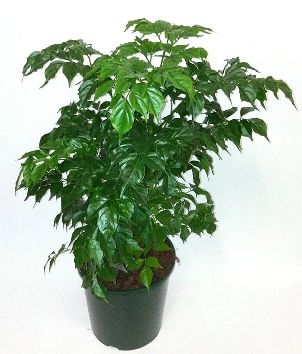 China_doll_Live_Indoor_Plant_For_Home_Decor/Garden/House_Plant_(Air_Purifying,_Pack_Of_1)