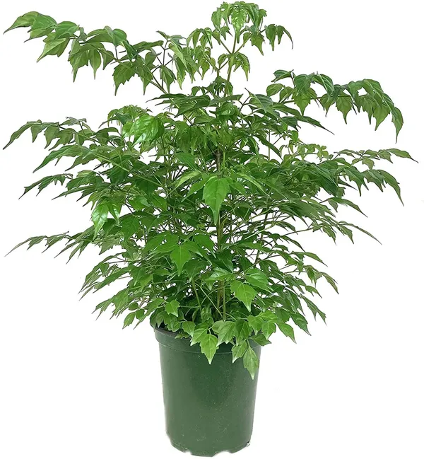 China_doll_Live_Indoor_Plant_For_Home_Decor/Garden/House_Plant_(Air_Purifying,_Pack_Of_1)