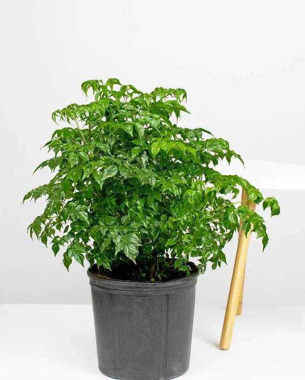China_doll_Live_Indoor_Plant_For_Home_Decor/Garden/House_Plant_(Air_Purifying,_Pack_Of_1)