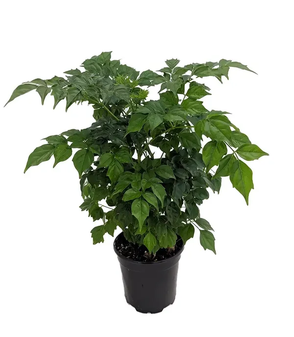 China_doll_Live_Indoor_Plant_For_Home_Decor/Garden/House_Plant_(Air_Purifying,_Pack_Of_1)