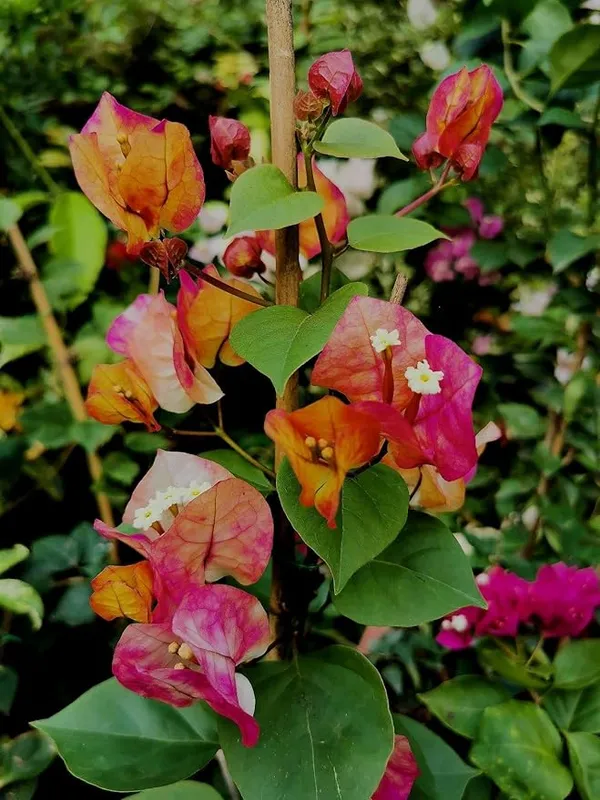 Chitra_Bougainville_Flower_Plant