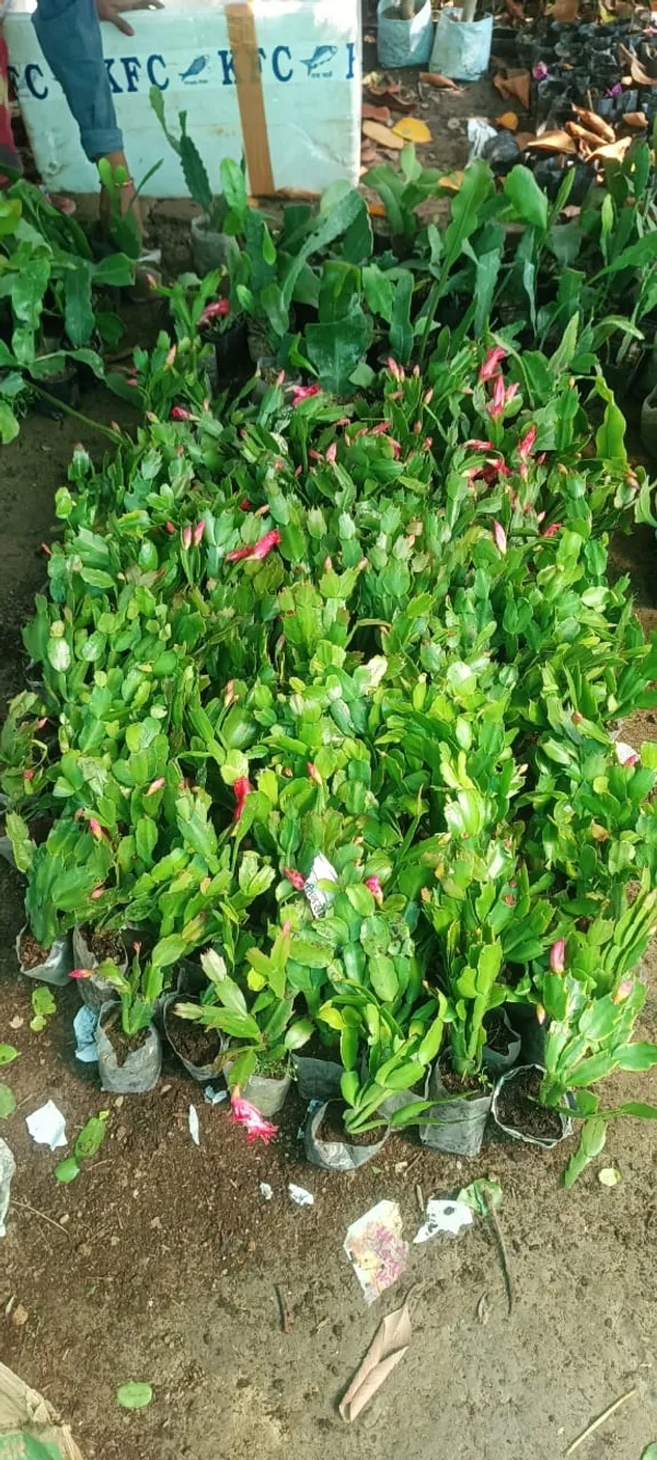Christmas_Cactus_Shrub_Flower_Plant_&_Tree_For_Your_Sweet_Home_Decor/Gardening_(1.5-3.5_Ft_Height)_Christmas_Cactus/Zygo_Cactus_Live_Flower_Plant_(Hybrid,_Pack_Of_1)