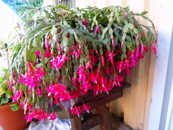 Christmas_Cactus_Shrub_Flower_Plant_&_Tree_For_Your_Sweet_Home_Decor/Gardening_(1.5-3.5_Ft_Height)_Christmas_Cactus/Zygo_Cactus_Live_Flower_Plant_(Hybrid,_Pack_Of_1)
