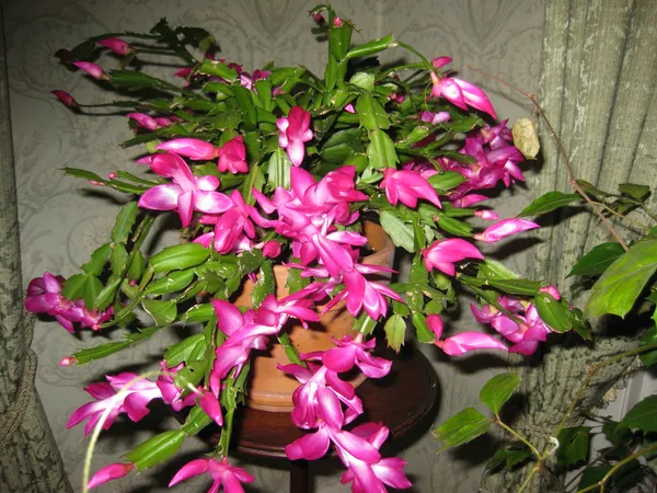 Christmas_Cactus_Shrub_Flower_Plant_&_Tree_For_Your_Sweet_Home_Decor/Gardening_(1.5-3.5_Ft_Height)_Christmas_Cactus/Zygo_Cactus_Live_Flower_Plant_(Hybrid,_Pack_Of_1)