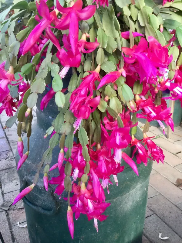 Christmas_Cactus_Shrub_Flower_Plant_&_Tree_For_Your_Sweet_Home_Decor/Gardening_(1.5-3.5_Ft_Height)_Christmas_Cactus/Zygo_Cactus_Live_Flower_Plant_(Hybrid,_Pack_Of_1)