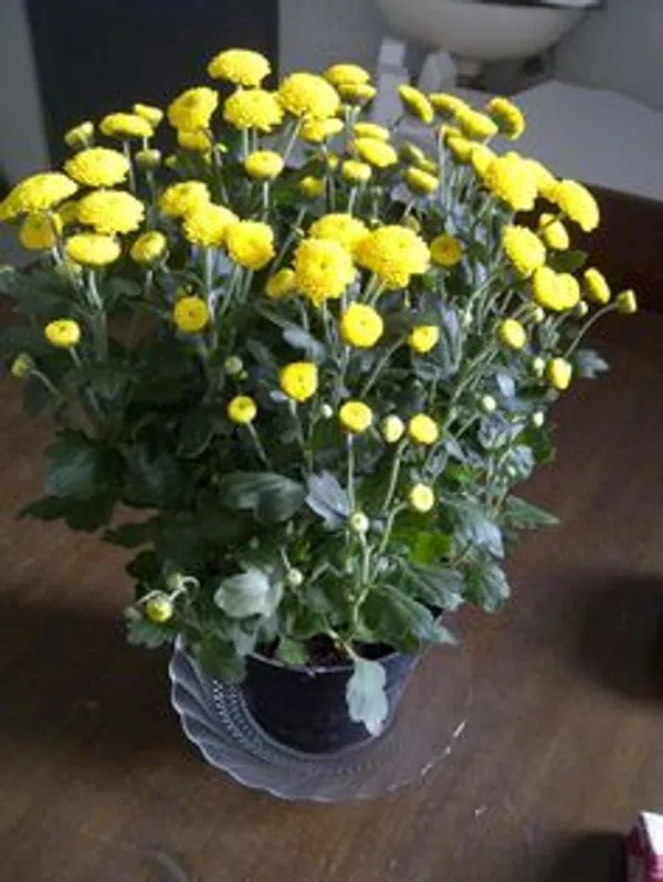 Chrysanthemum_×grandiflorum_Flower_Plant_With__pot