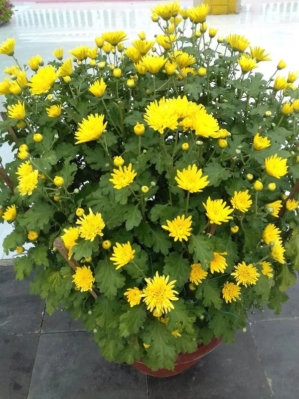 Chrysanthemum_×grandiflorum_Flower_Plant_With__pot