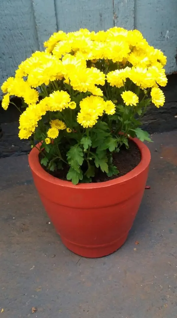 Chrysanthemum_×grandiflorum_Flower_Plant_With__pot