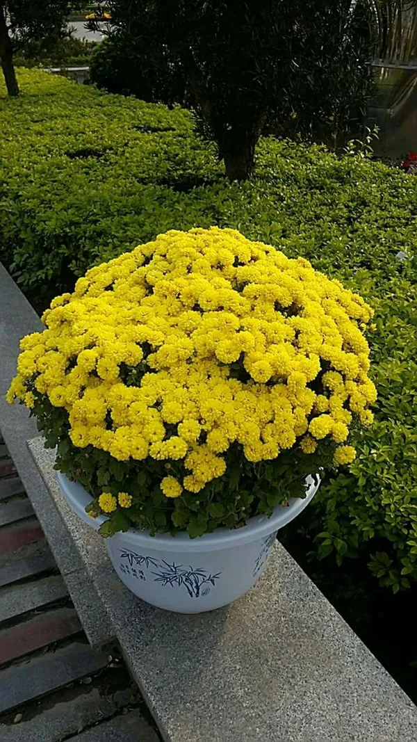 Chrysanthemum_×grandiflorum_Flower_Plant_With__pot