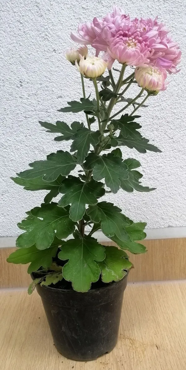Chrysanthemum_×grandiflorum_Flower_plant