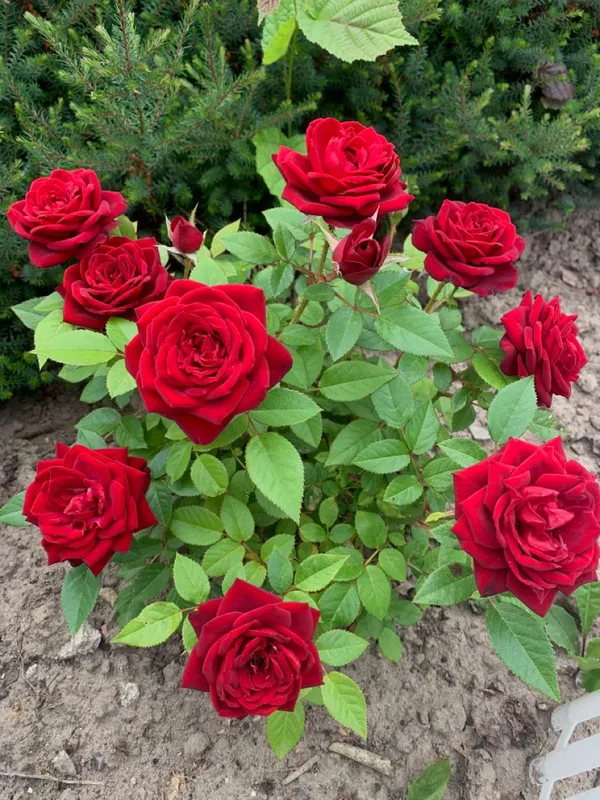 Classic_Red_Rose_Flower_Plant_-_Fragrant_Blooming_Rose_Bush_for_Home_Garden_(Pack_Of_1)