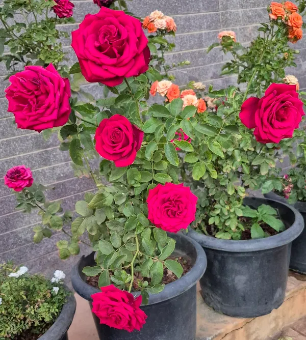Classic_Red_Rose_Flower_Plant_-_Fragrant_Blooming_Rose_Bush_for_Home_Garden_(Pack_Of_1)