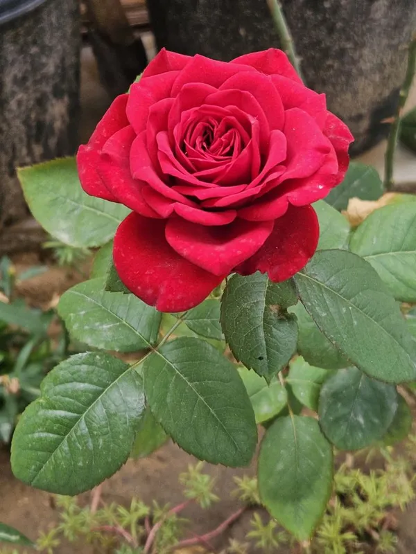 Classic_Red_Rose_Flower_Plant_-_Fragrant_Blooming_Rose_Bush_for_Home_Garden_(Pack_Of_1)