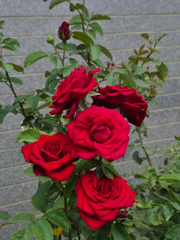 Classic_Red_Rose_Flower_Plant_-_Fragrant_Blooming_Rose_Bush_for_Home_Garden_(Pack_Of_1)