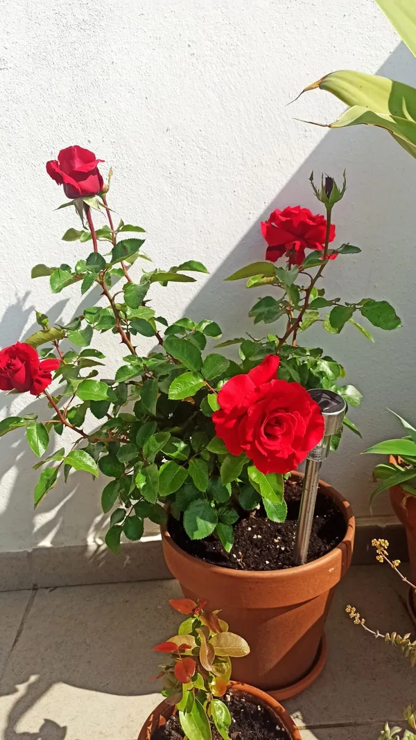 Classic_Red_Rose_Flower_Plant_-_Fragrant_Blooming_Rose_Bush_for_Home_Garden_(Pack_Of_1)