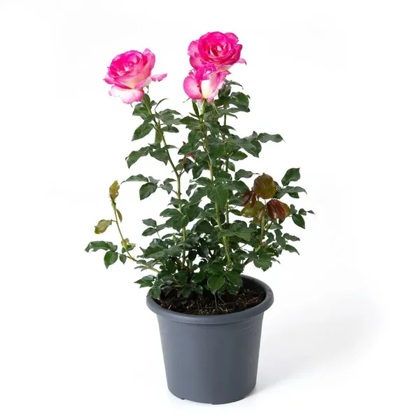 Climbing_Pink_Rose_Flower_Plant_&_Tree_(1.5-3.5_Ft_Height)_For_Shrub/Bush/Garden_(Hybrid,_Pack_Of_1)