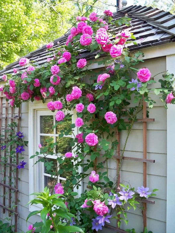 Climbing_Pink_Rose_Flower_Plant_&_Tree_(1.5-3.5_Ft_Height)_For_Shrub/Bush/Garden_(Hybrid,_Pack_Of_1)