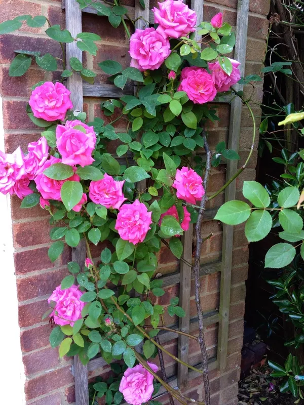 Climbing_Pink_Rose_Flower_Plant_&_Tree_(1.5-3.5_Ft_Height)_For_Shrub/Bush/Garden_(Hybrid,_Pack_Of_1)