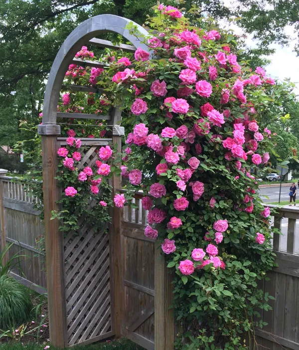Climbing_Pink_Rose_Flower_Plant_&_Tree_(1.5-3.5_Ft_Height)_For_Shrub/Bush/Garden_(Hybrid,_Pack_Of_1)