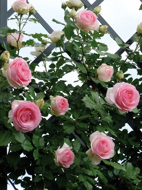 Climbing_Rose_Live_Flowering_Plant_&_Tree_For_Your_Sweet_Home_Decor/Shrub/Garden__(Hybrid,_Pack_Of_1)