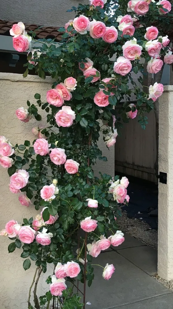 Climbing_Rose_Live_Flowering_Plant_&_Tree_For_Your_Sweet_Home_Decor/Shrub/Garden__(Hybrid,_Pack_Of_1)