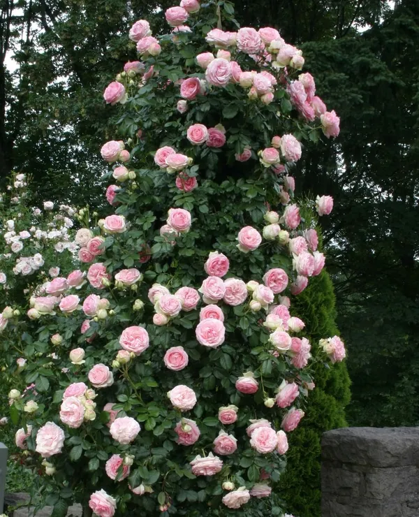 Climbing_Rose_Live_Flowering_Plant_&_Tree_For_Your_Sweet_Home_Decor/Shrub/Garden__(Hybrid,_Pack_Of_1)