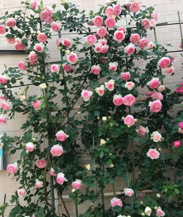 Climbing_Rose_Live_Flowering_Plant_&_Tree_For_Your_Sweet_Home_Decor/Shrub/Garden__(Hybrid,_Pack_Of_1)