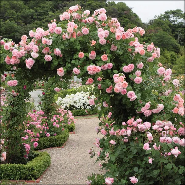 Climbing_Rose_Live_Flowering_Plant_&_Tree_For_Your_Sweet_Home_Decor/Shrub/Garden__(Hybrid,_Pack_Of_1)
