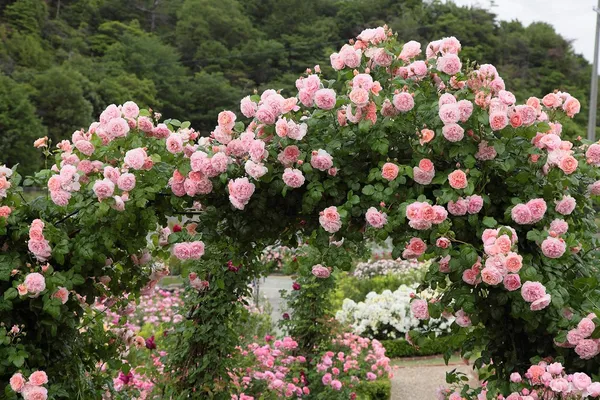 Climbing_Rose_Live_Flowering_Plant_&_Tree_For_Your_Sweet_Home_Decor/Shrub/Garden__(Hybrid,_Pack_Of_1)