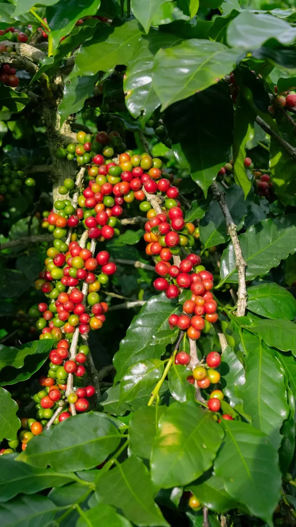 Coffee_Beans_Live_Fruit_Plant_&_Tree_(1.5-3.5_Ft_Height)_For_Home_Gardening,_Pack_Of_1
