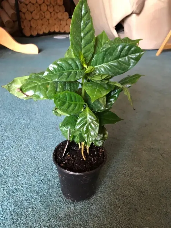 Coffee_Beans_Live_Fruit_Plant_&_Tree_(1.5-3.5_Ft_Height)_For_Home_Gardening,_Pack_Of_1