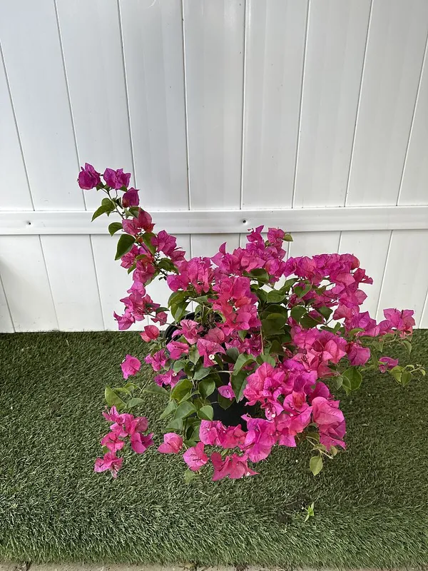 Color_Changing_Bougainvillea_Flower_Plant_&_Tree_(1.5-3.5_Ft_Height)_For_Home_Decor/Shrub/Garden_(Hybrid,_Pack_Of_1)