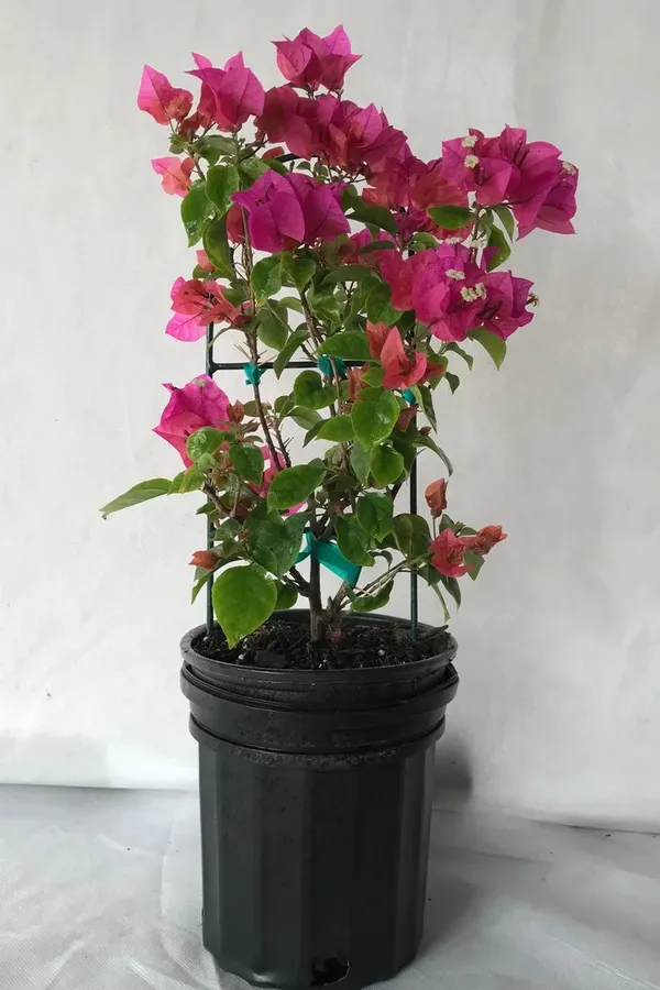Color_Changing_Bougainvillea_Flower_Plant_&_Tree_(1.5-3.5_Ft_Height)_For_Home_Decor/Shrub/Garden_(Hybrid,_Pack_Of_1)