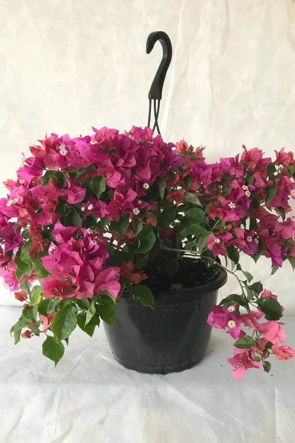 Color_Changing_Bougainvillea_Flower_Plant_&_Tree_(1.5-3.5_Ft_Height)_For_Home_Decor/Shrub/Garden_(Hybrid,_Pack_Of_1)